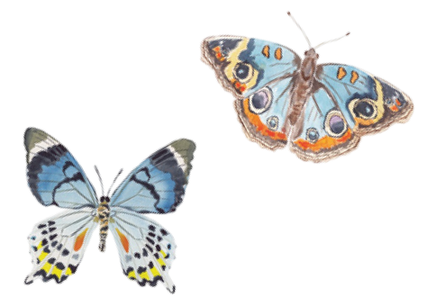Two colorful butterflies
