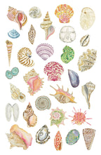 All the Seashells Art Print 11x14