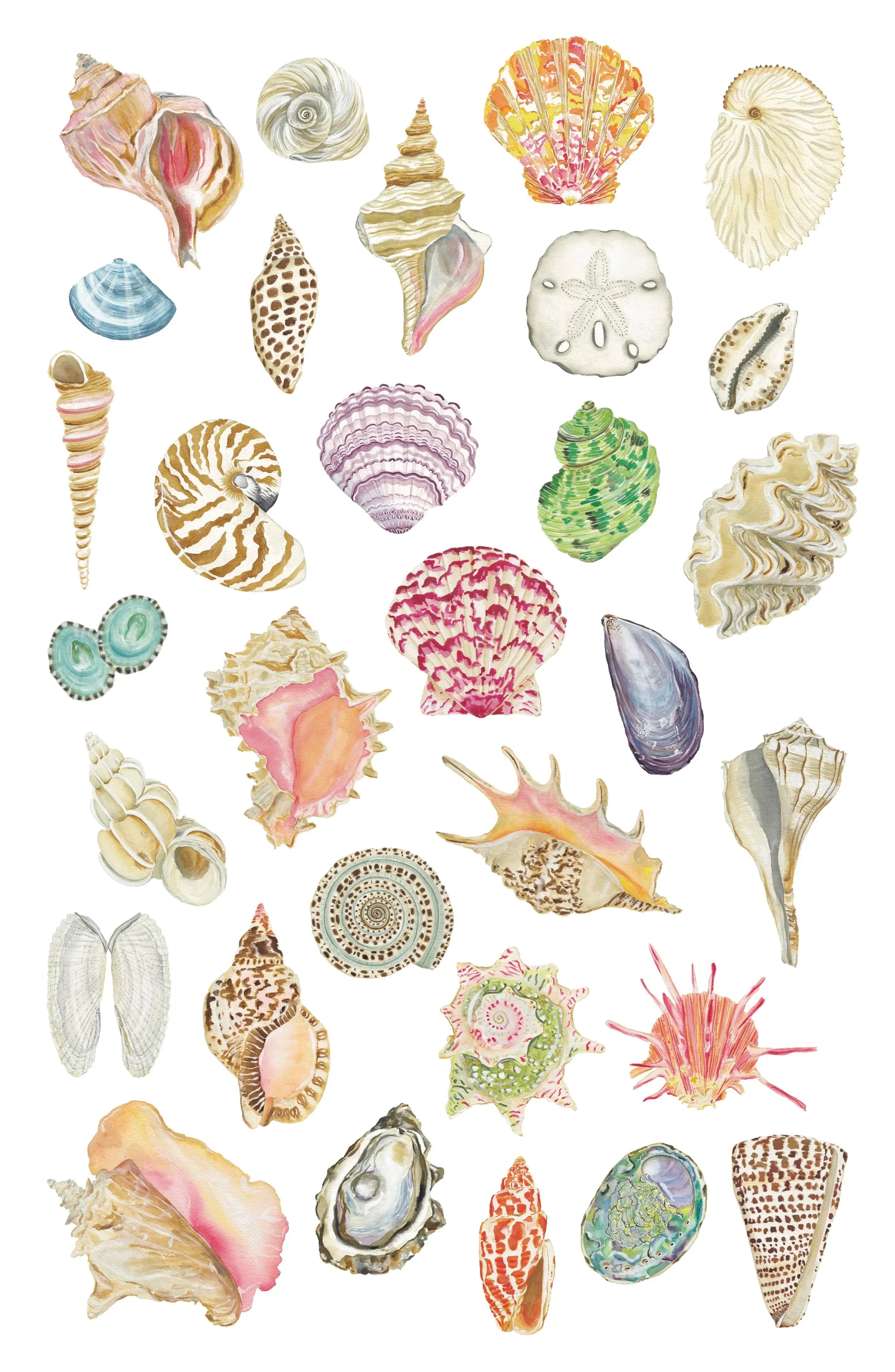 All the Seashells Art Print 11x14