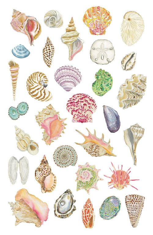 All the Seashells Art Print 11x17