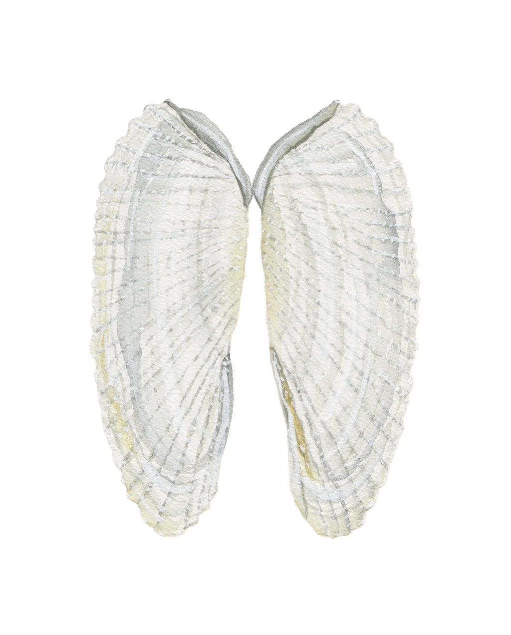 Angel Wing Shells Art Print 8x10