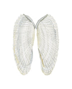 Angel Wing Shells Art Print 8x10