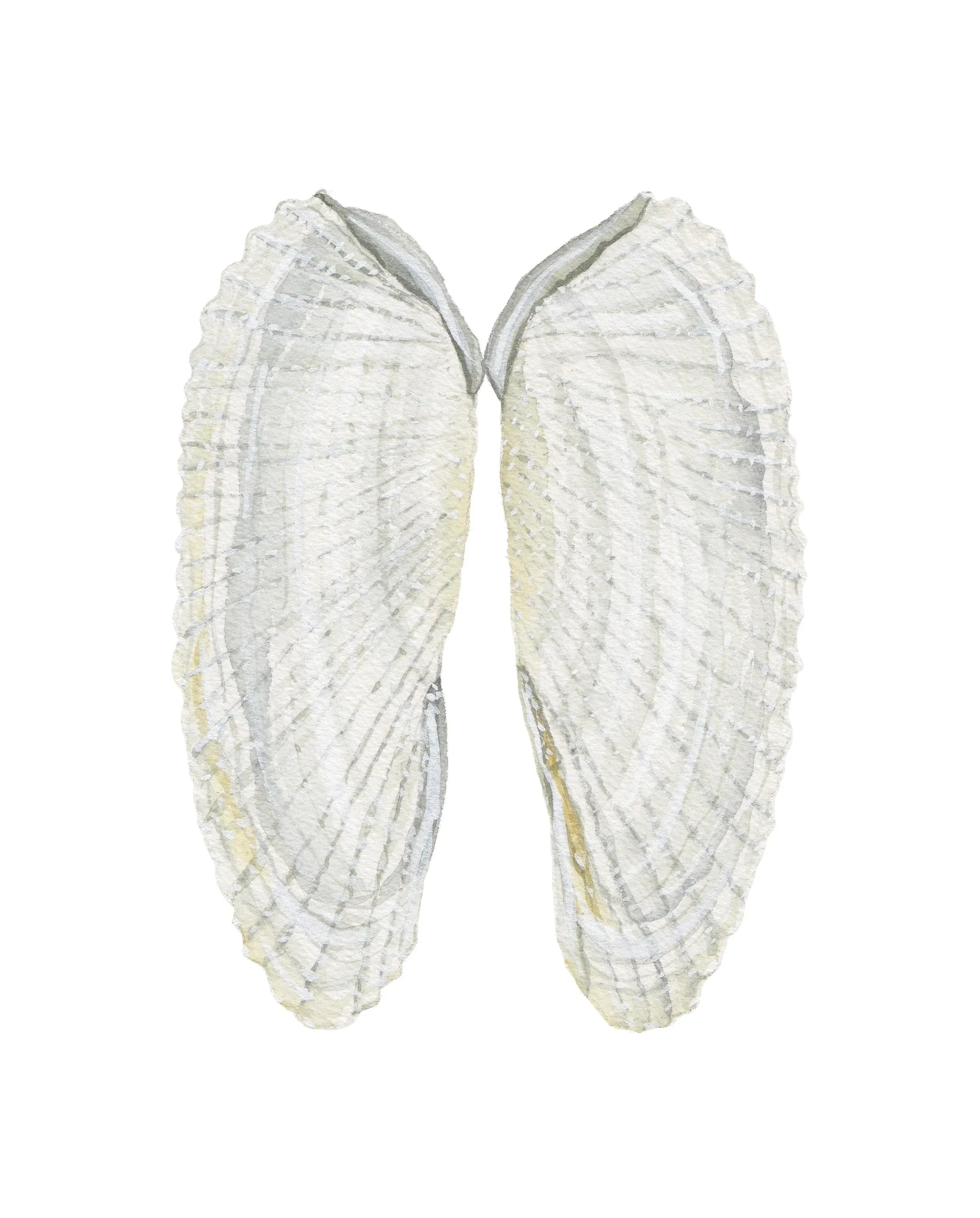 Angel Wing Shells Art Print 8x10