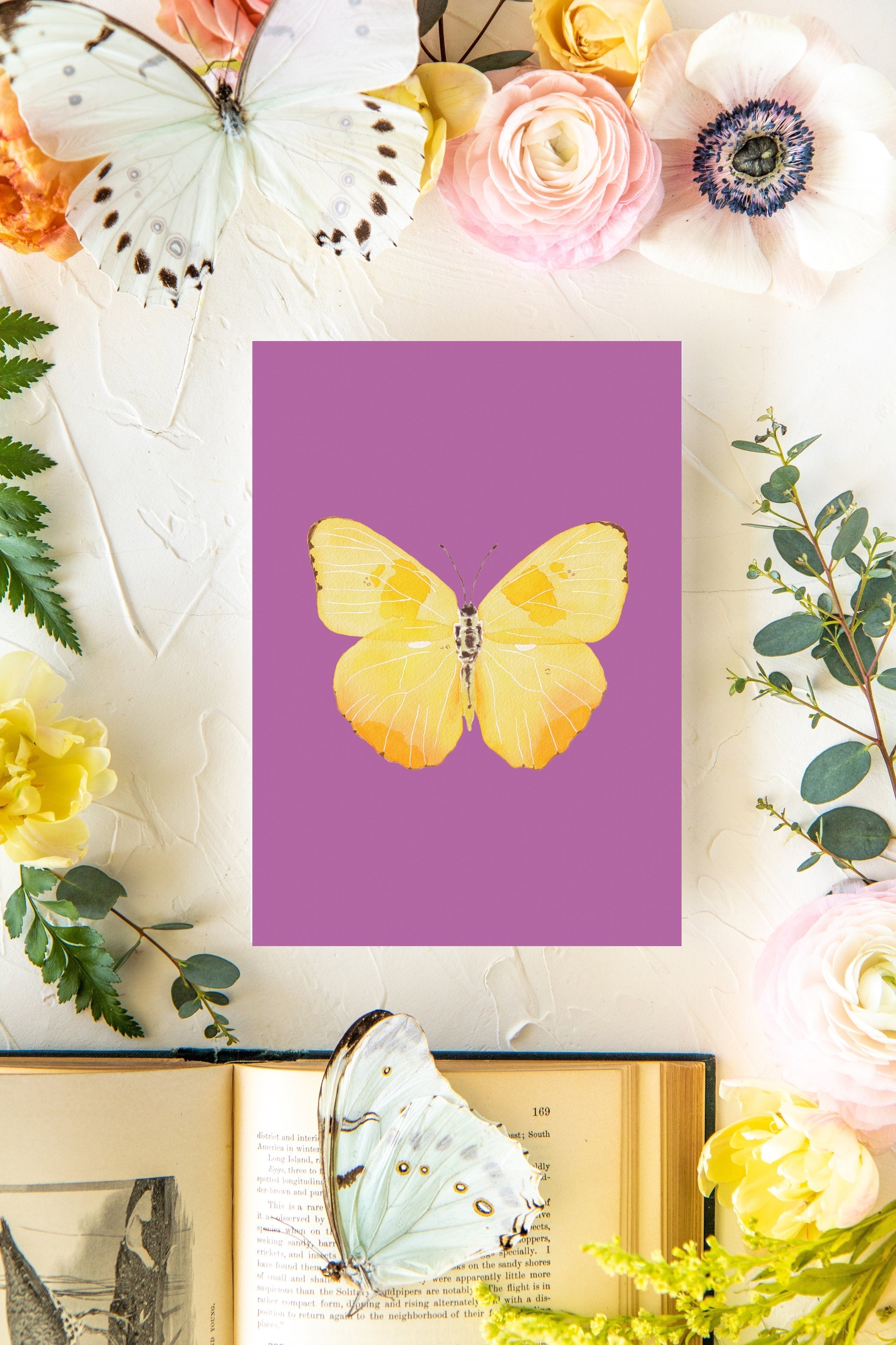 August Butterfly Print 5x7