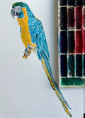 Blue and Gold Macaw - Original Painting