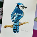 Bluejay - Original Painting