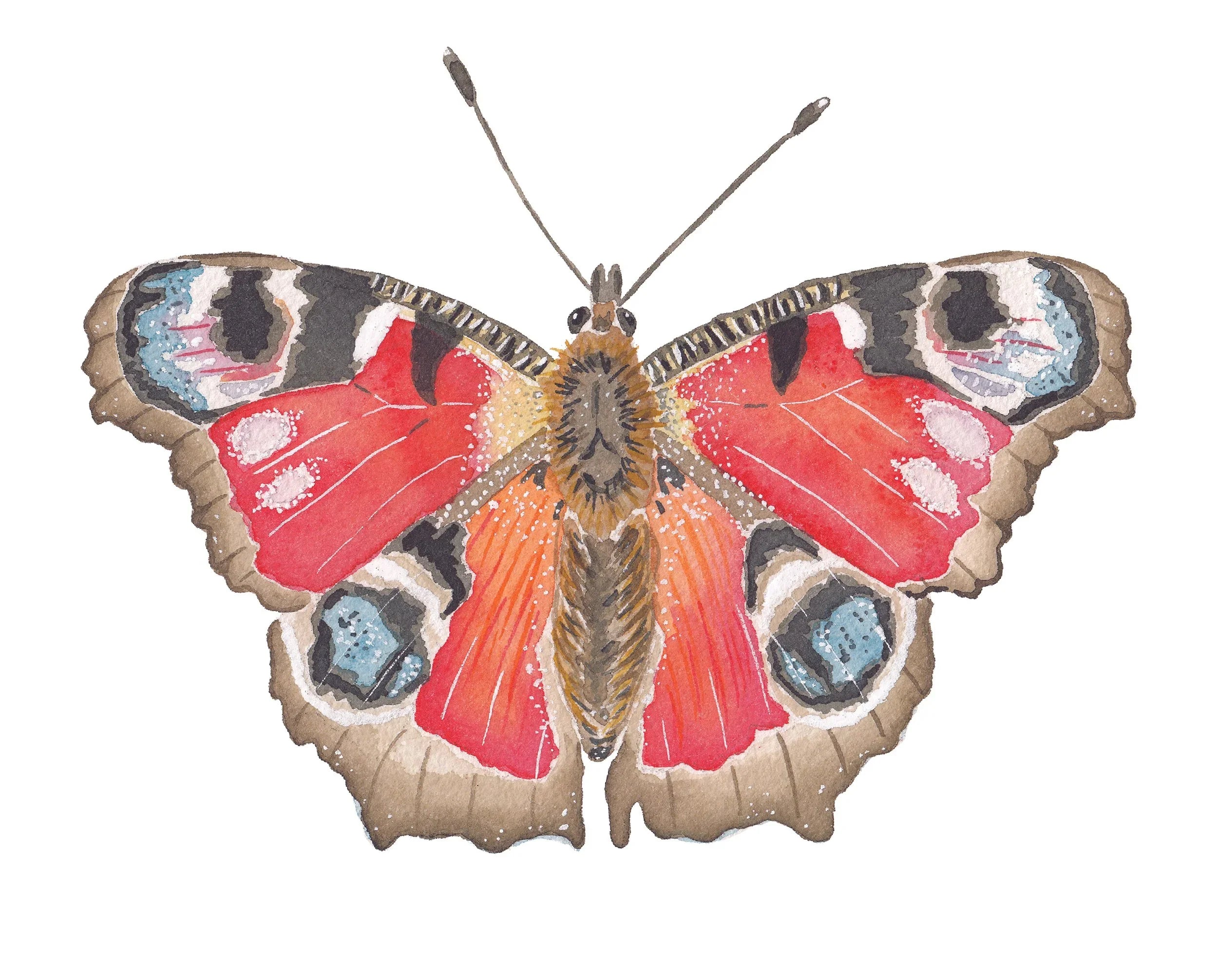 Peacock Butterfly Acrylic Art Block Large