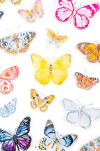 Sponsor a Butterfly