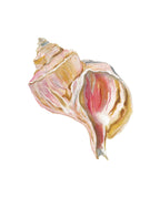Channeled Whelk Acrylic Art Block Small