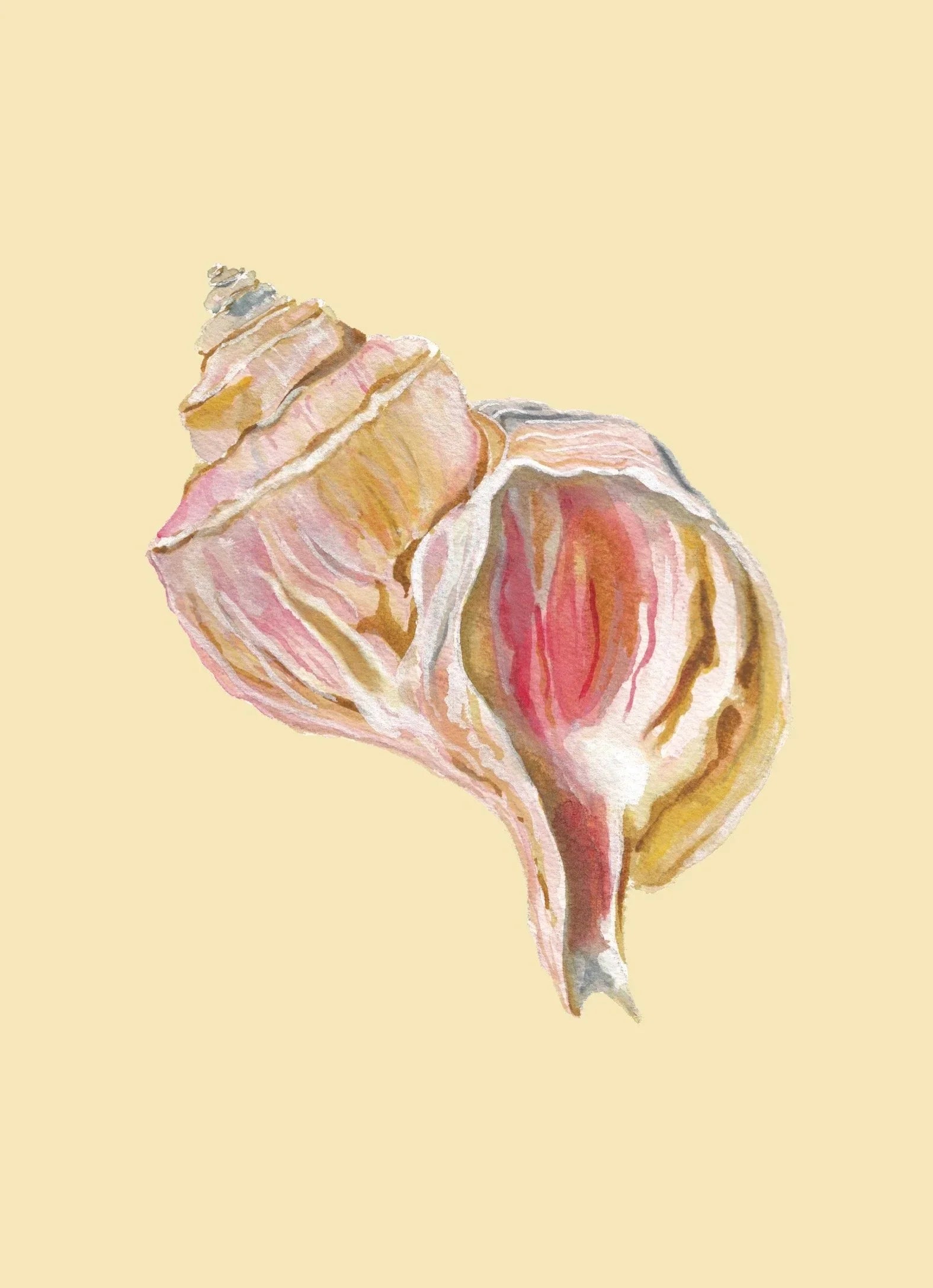 Channeled Whelk Art Print Colorful 5x7