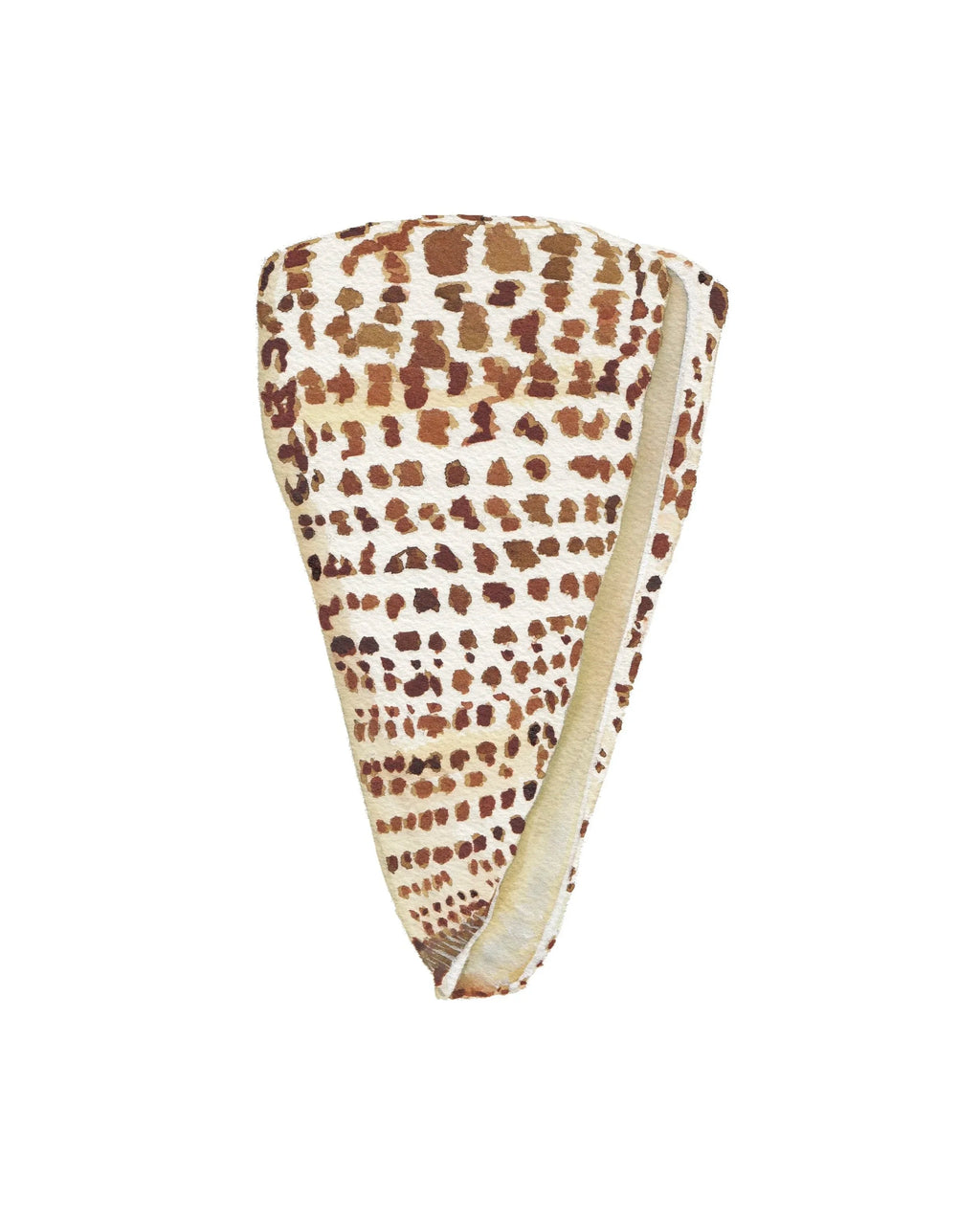 Cone Shell Art Print 8x10