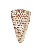 Cone Shell Art Print 8x10