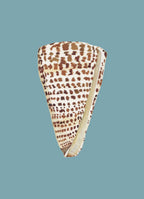 Cone Shell Art Print Colorful 5x7