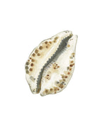 Cowrie Shell Art Print 8x10