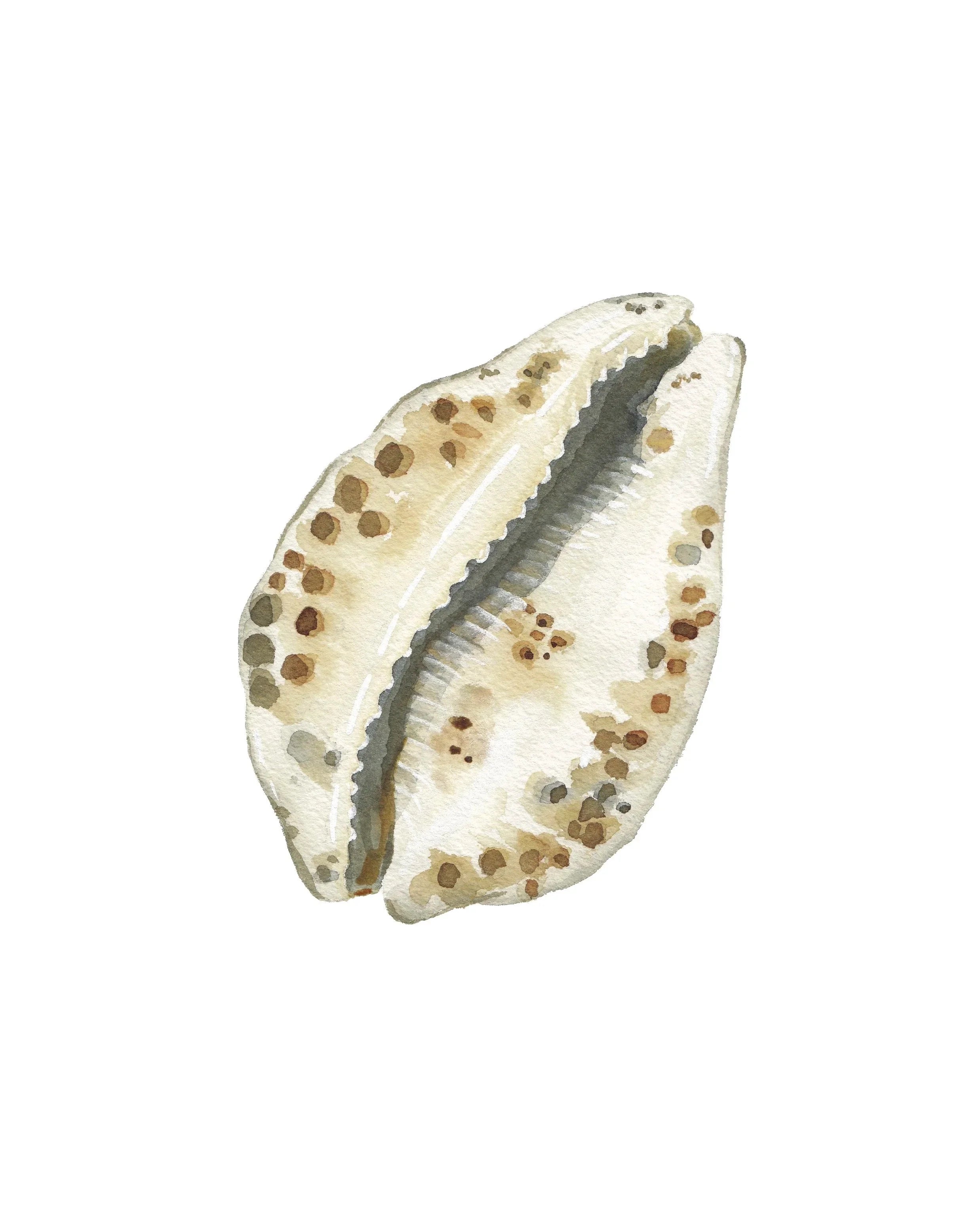 Cowrie Shell Art Print 8x10