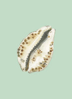 Cowrie Art Print Colorful 5x7