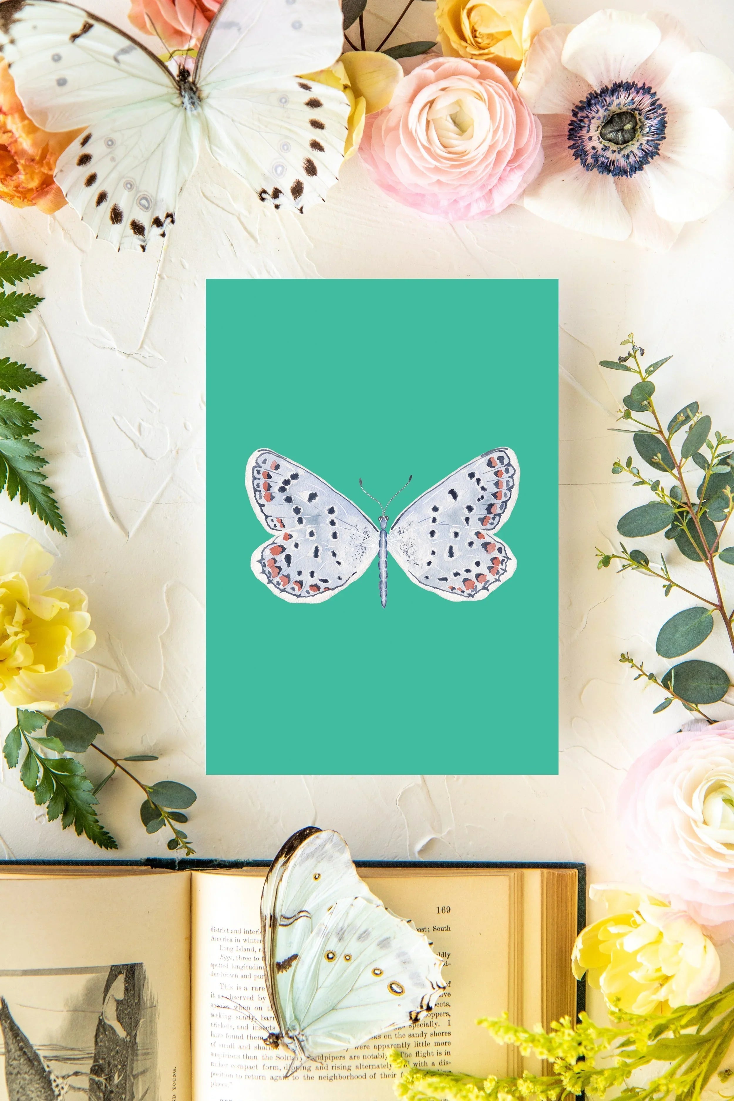 December Butterfly Print 5x7