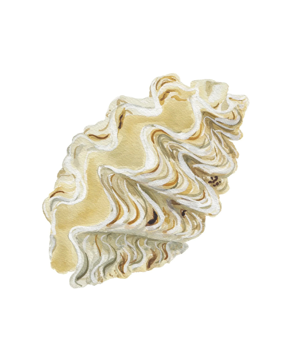 Giant Clamshell Art Print 8x10