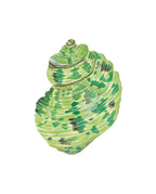 Turbo Shell Art Print 8x10