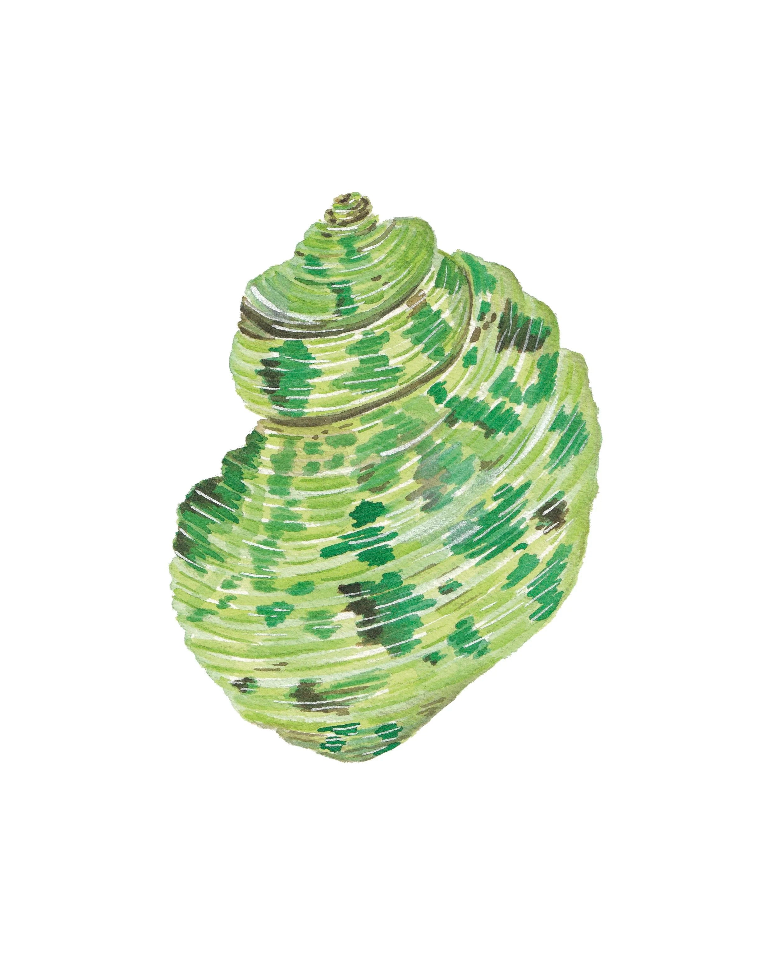 Turbo Shell Art Print 8x10
