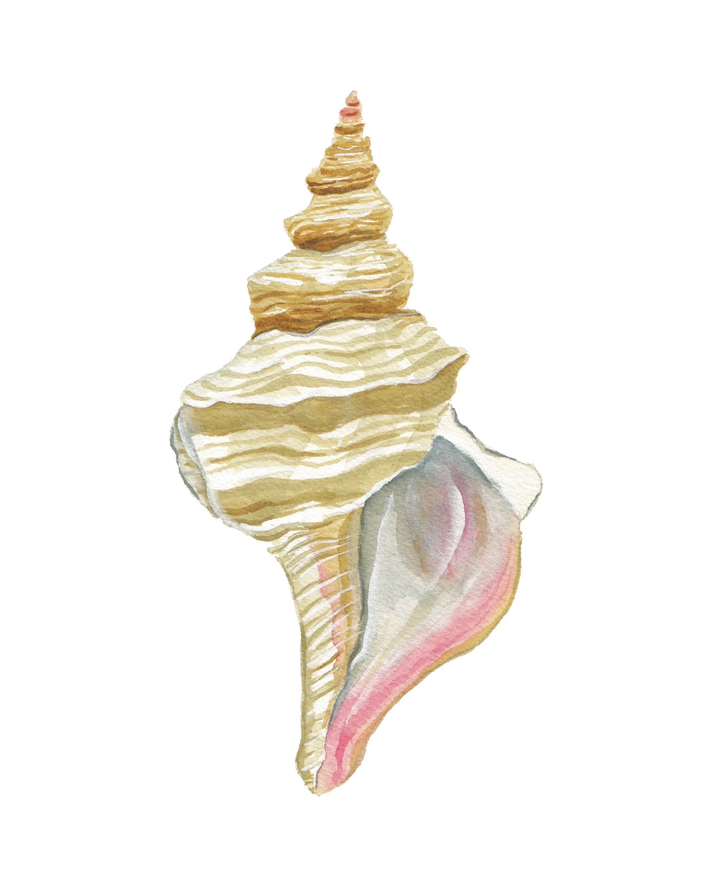 Horse Conch Art Print 8x10