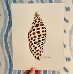 Junonia Art Print 8x10