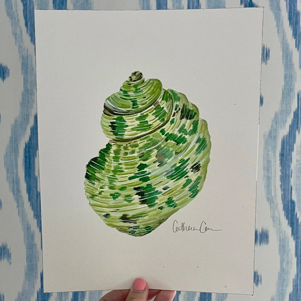 Turbo Shell Art Print 8x10