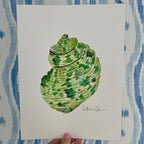 Turbo Shell Art Print 8x10