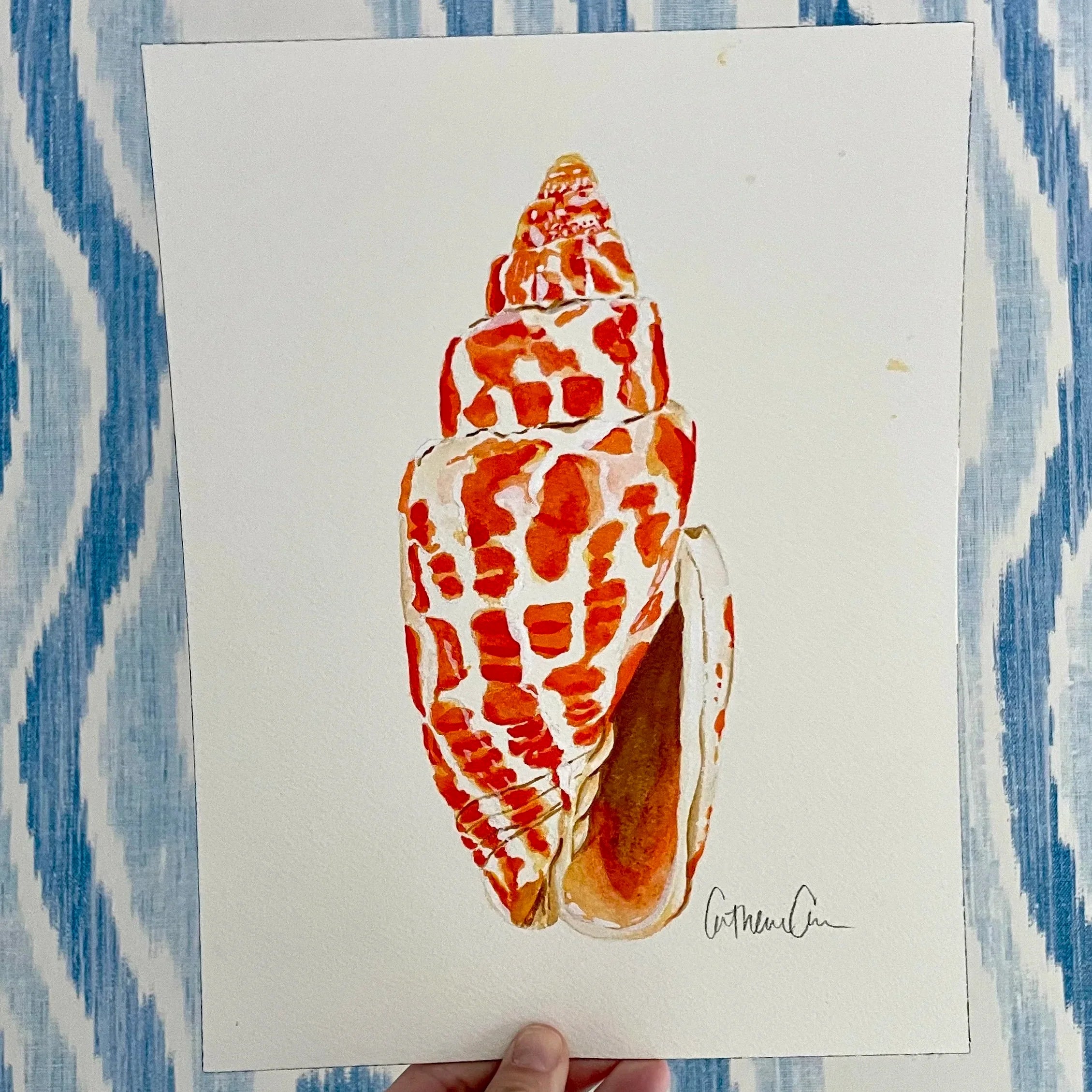 Miter Shell Art Print 8x10