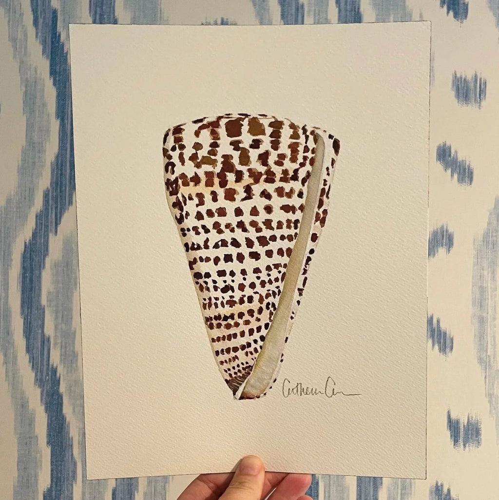 Cone Shell Art Print 8x10