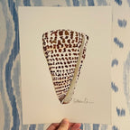 Cone Shell Art Print 8x10
