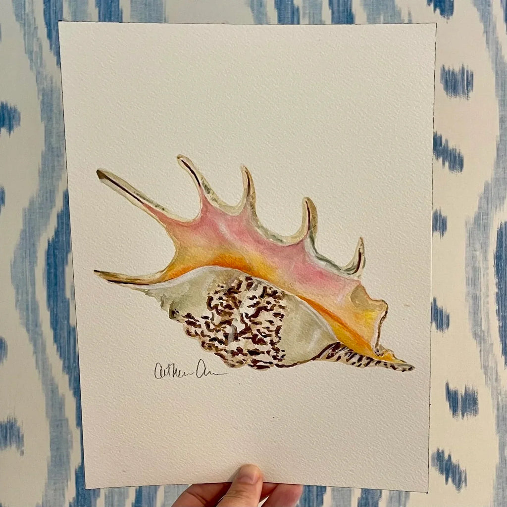 Spider Conch Art Print 8x10