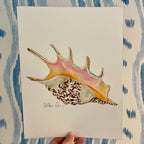 Spider Conch Art Print 8x10