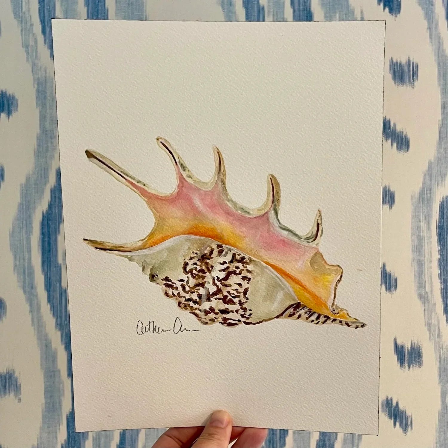 Spider Conch Art Print 8x10