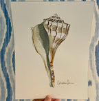 Lightening Shell Art Print 8x10