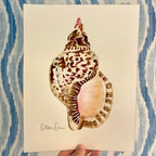 Triton Shell Art Print 8x10