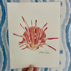 Spiny Oyster Art Print 8x10