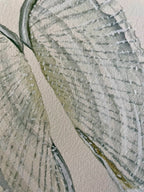 Angel Wing Shells Art Print 8x10