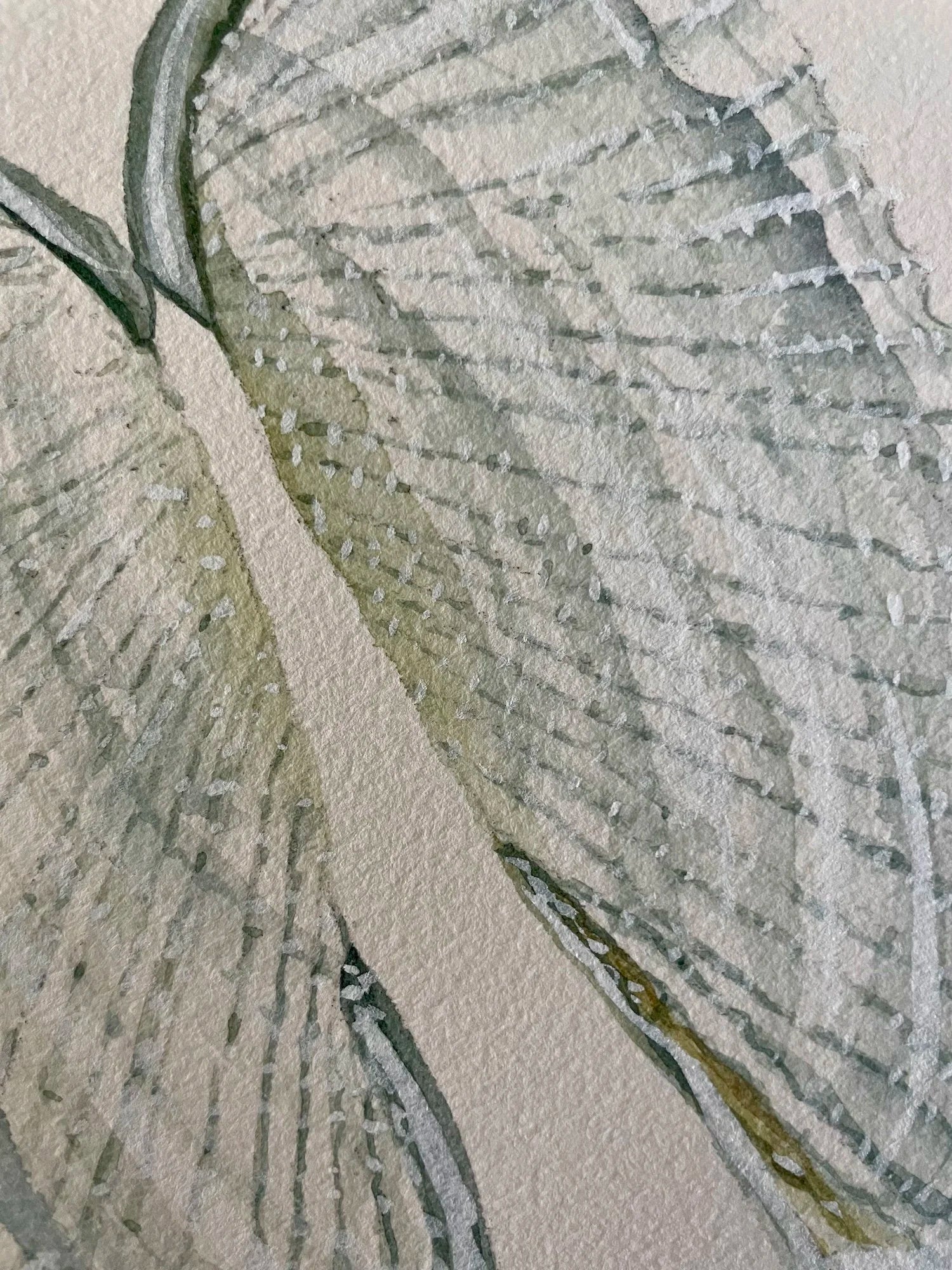 Angel Wing Shells Art Print 8x10