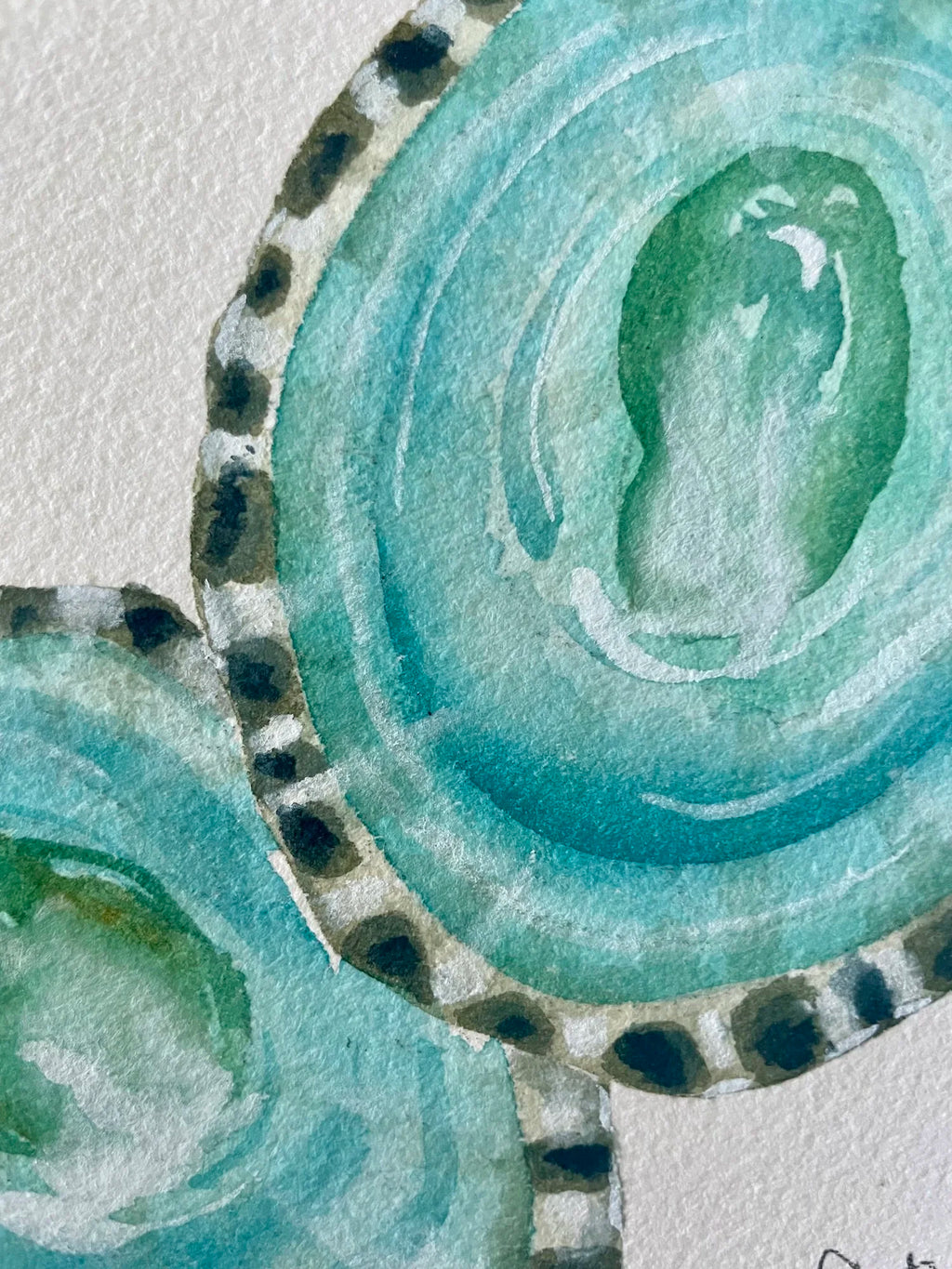 Limpet Shells Art Print 8x10