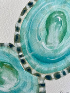 Limpet Shells Art Print 8x10