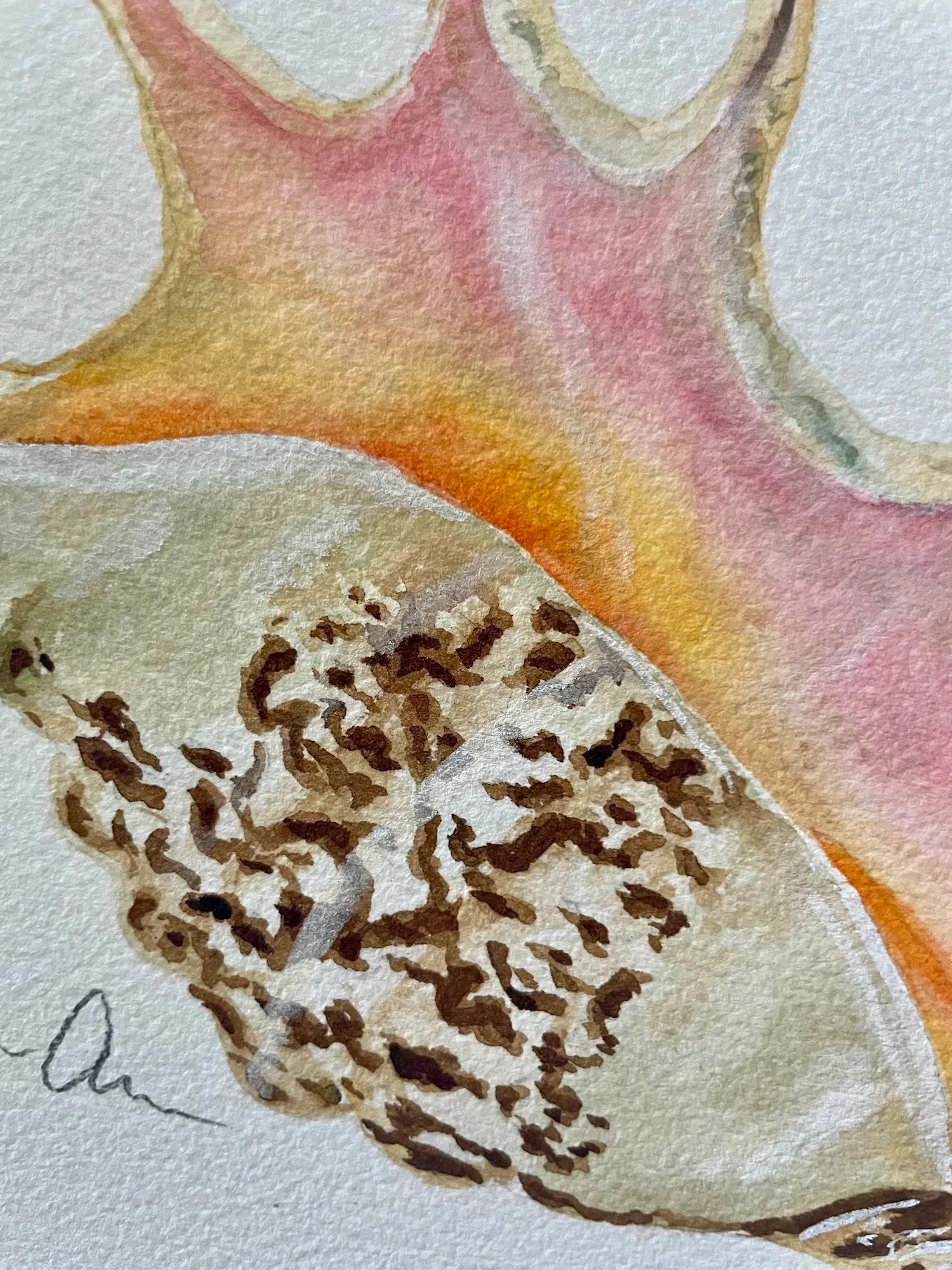 Spider Conch Art Print 8x10