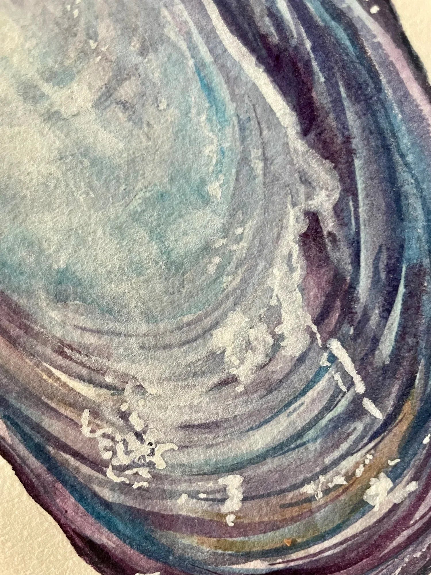 Mussel Art Print 8x10