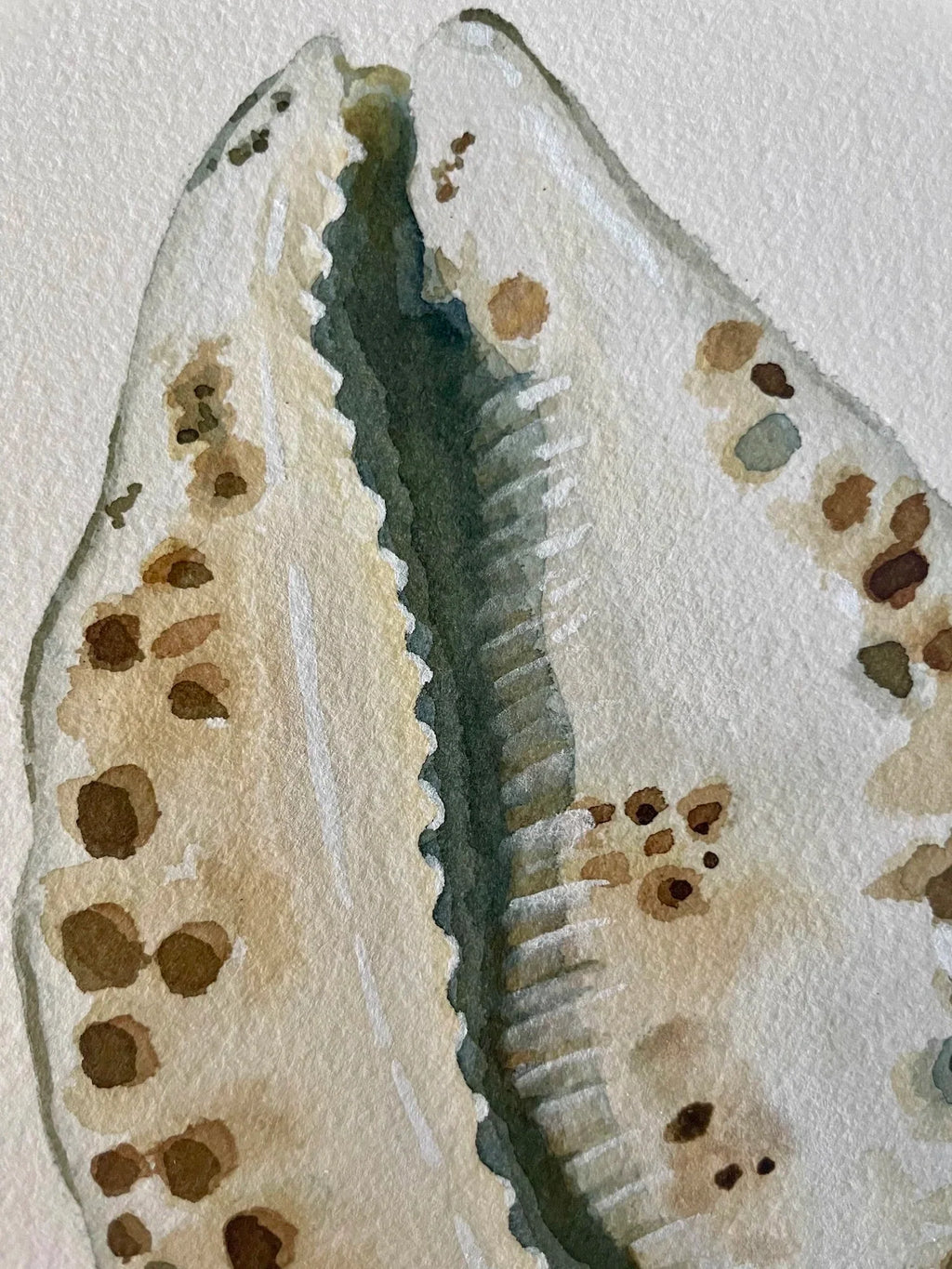 Cowrie Shell Art Print 8x10