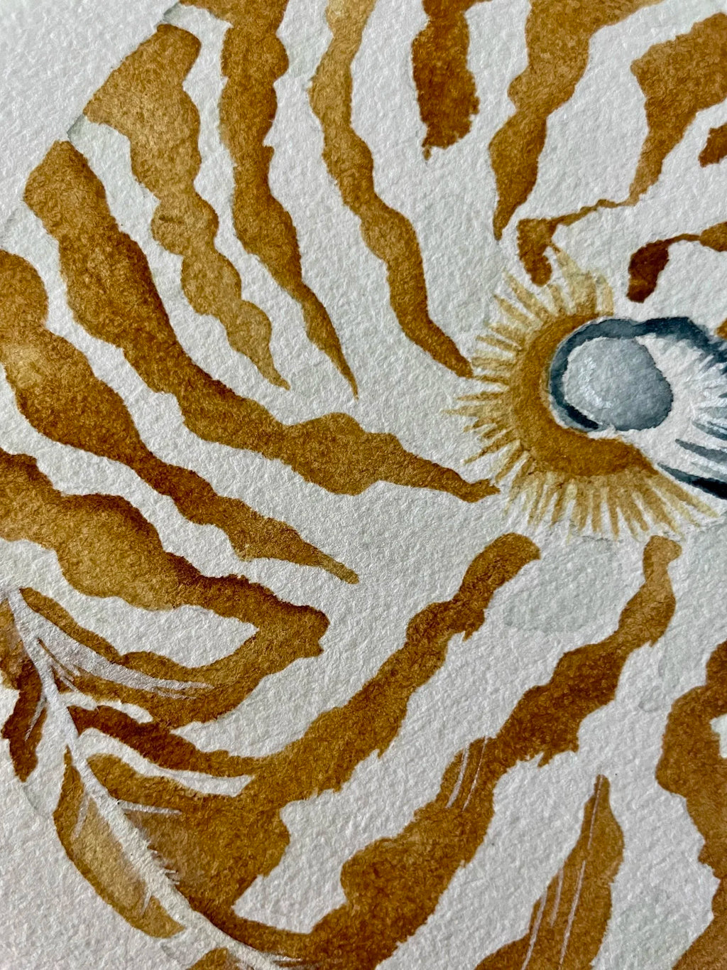 Nautilus Art Print 8x10