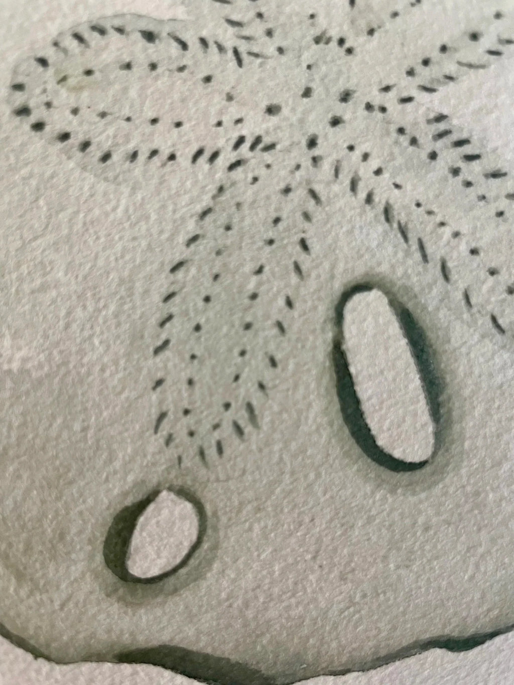 Sand Dollar Art Print 8x10