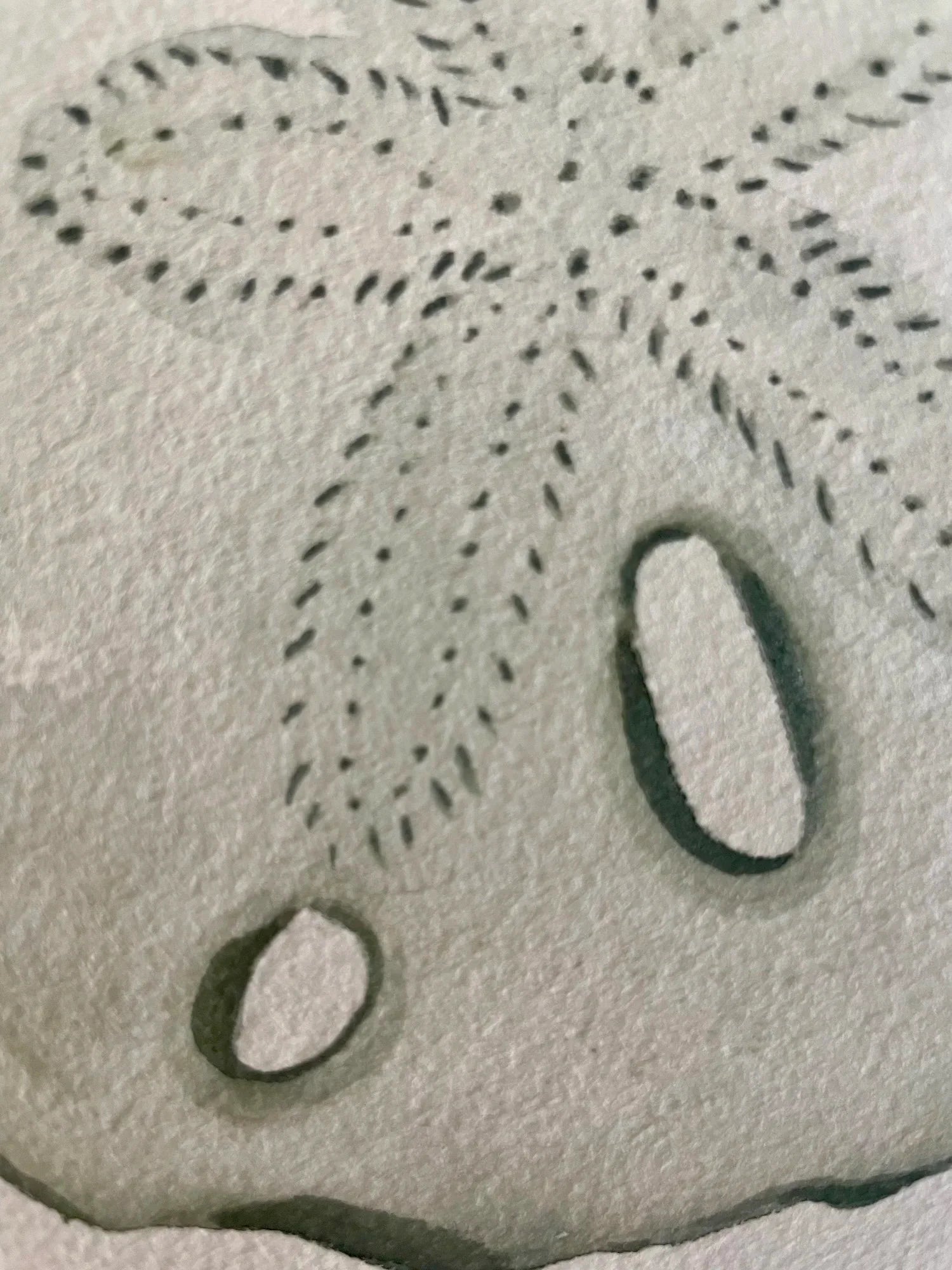Sand Dollar Art Print 8x10