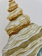 Horse Conch Art Print 8x10