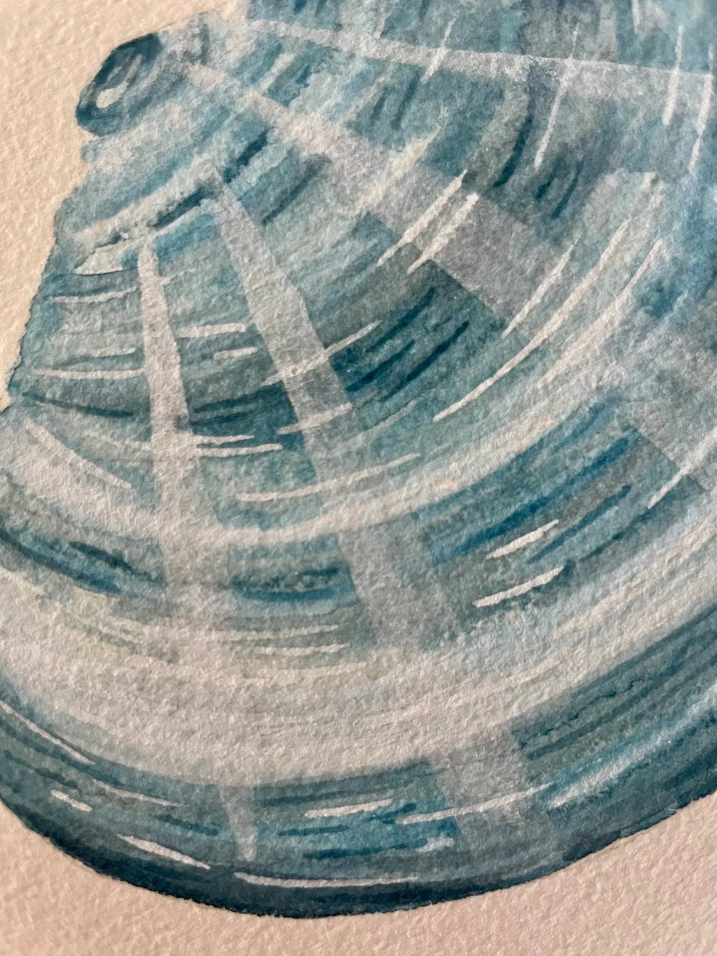 Manila Clam Art Print 8x10