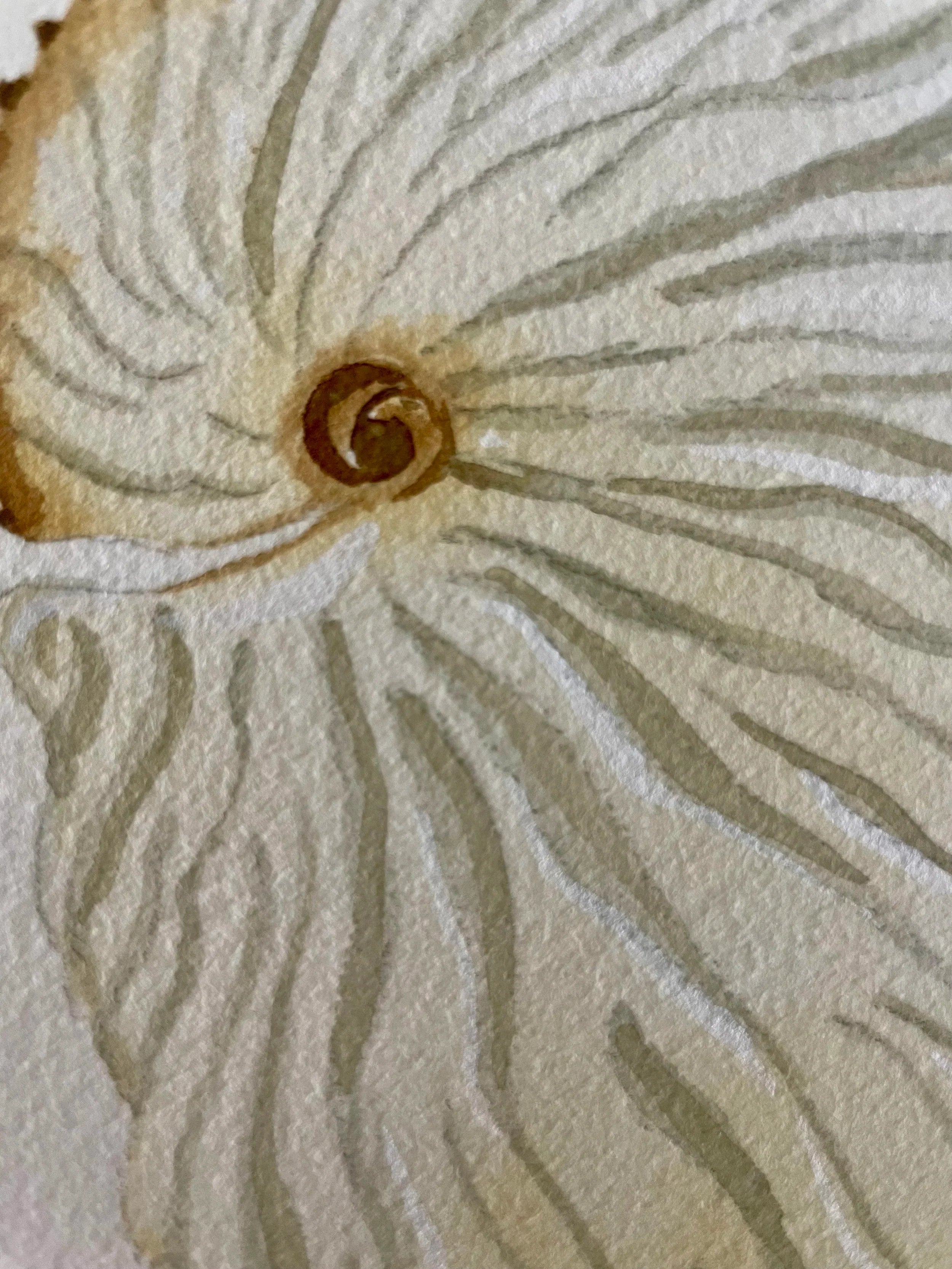 Argonaut Art Print 8x10